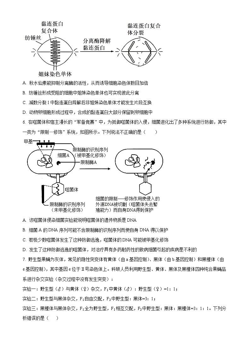 河南省信阳市光山县第二高级中学2023-2024学年高二下学期5月月考生物试题（原卷版+解析版）03