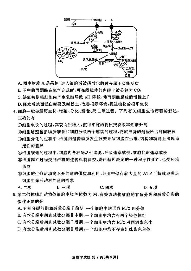2024届安徽省合肥市一六八中学高三最后一卷（三模）生物试题第2页