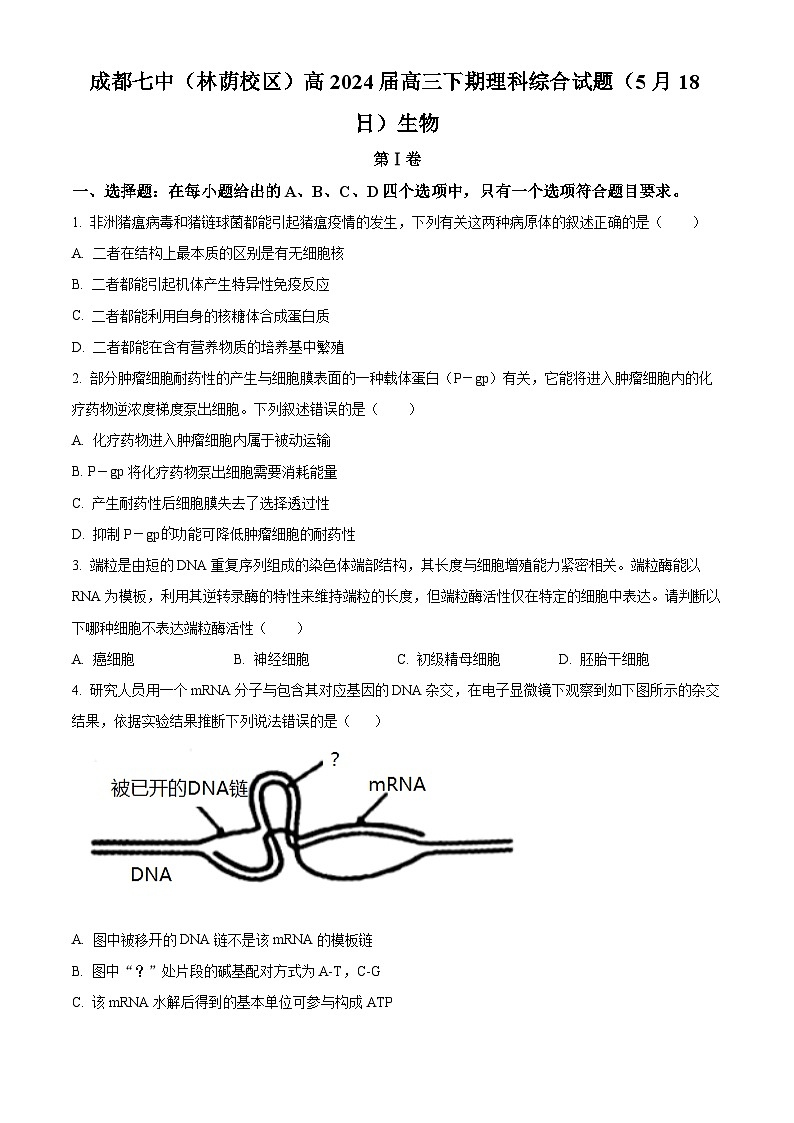 四川省成都市第七中学2024届高三下学期5月模拟考试生物试卷（Word版附解析）01