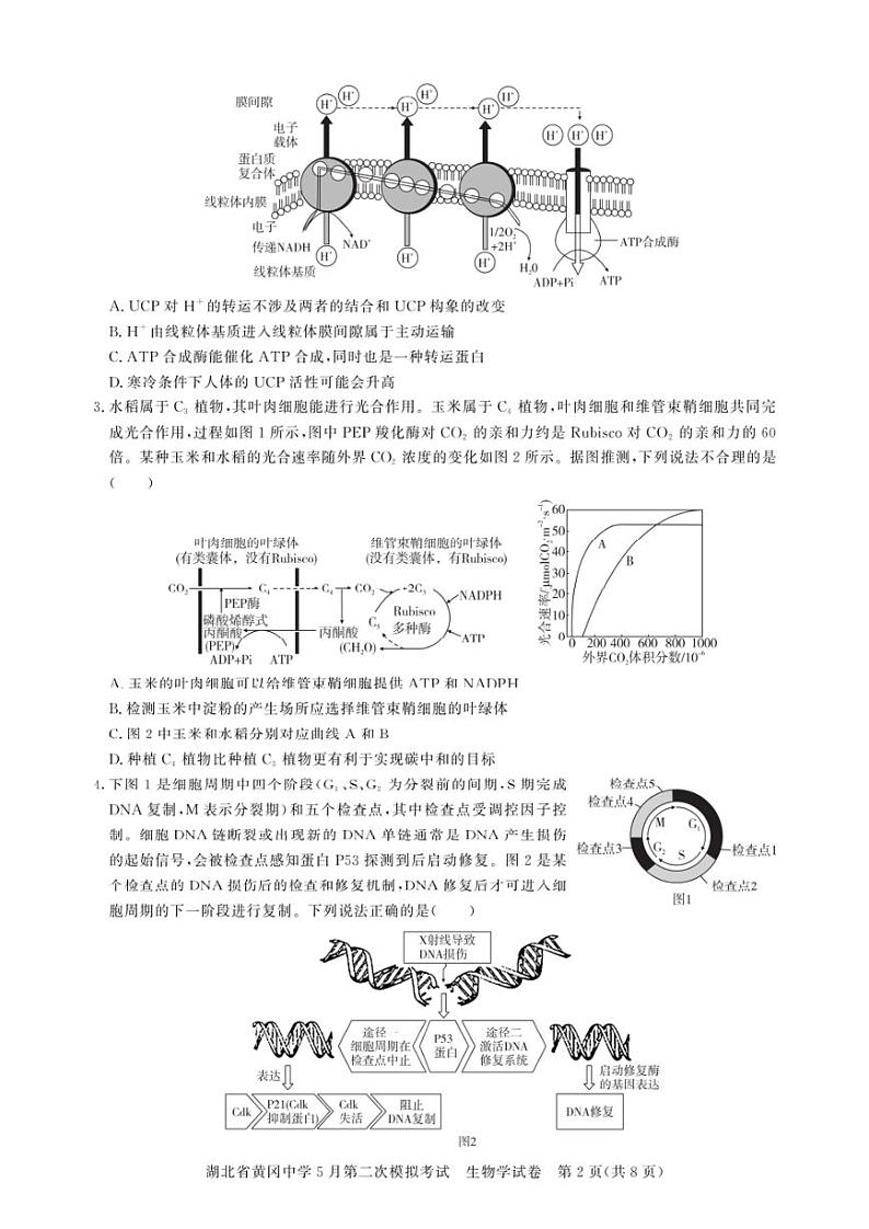 2024届湖北省黄冈中学高三下学期5月第二次模拟考试生物试卷及答案02
