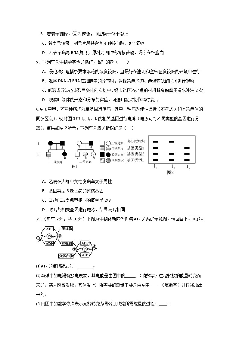 2024遂宁射洪中学高三下学期5月三模试题生物含答案02