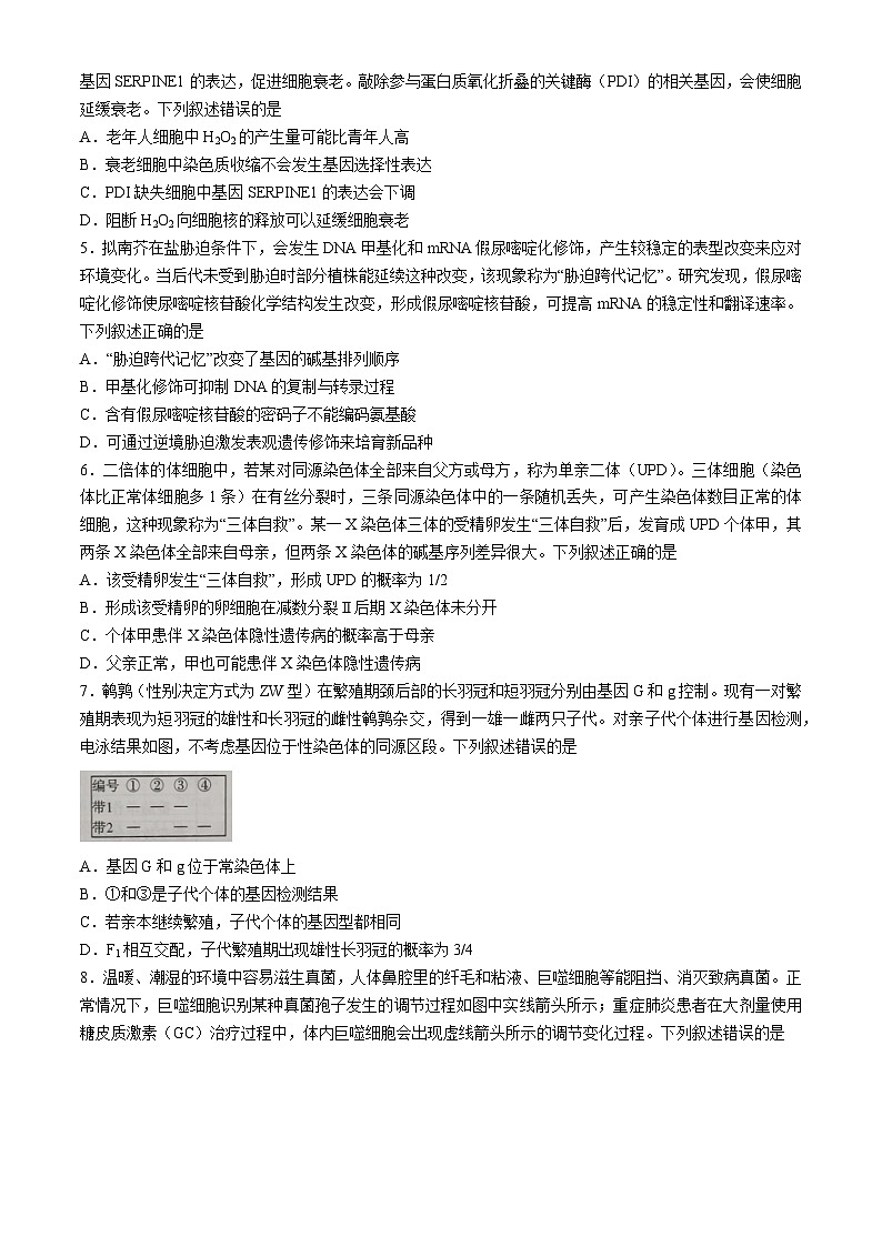 2024山东省高三下学期5月联合模拟考试生物含答案第2页