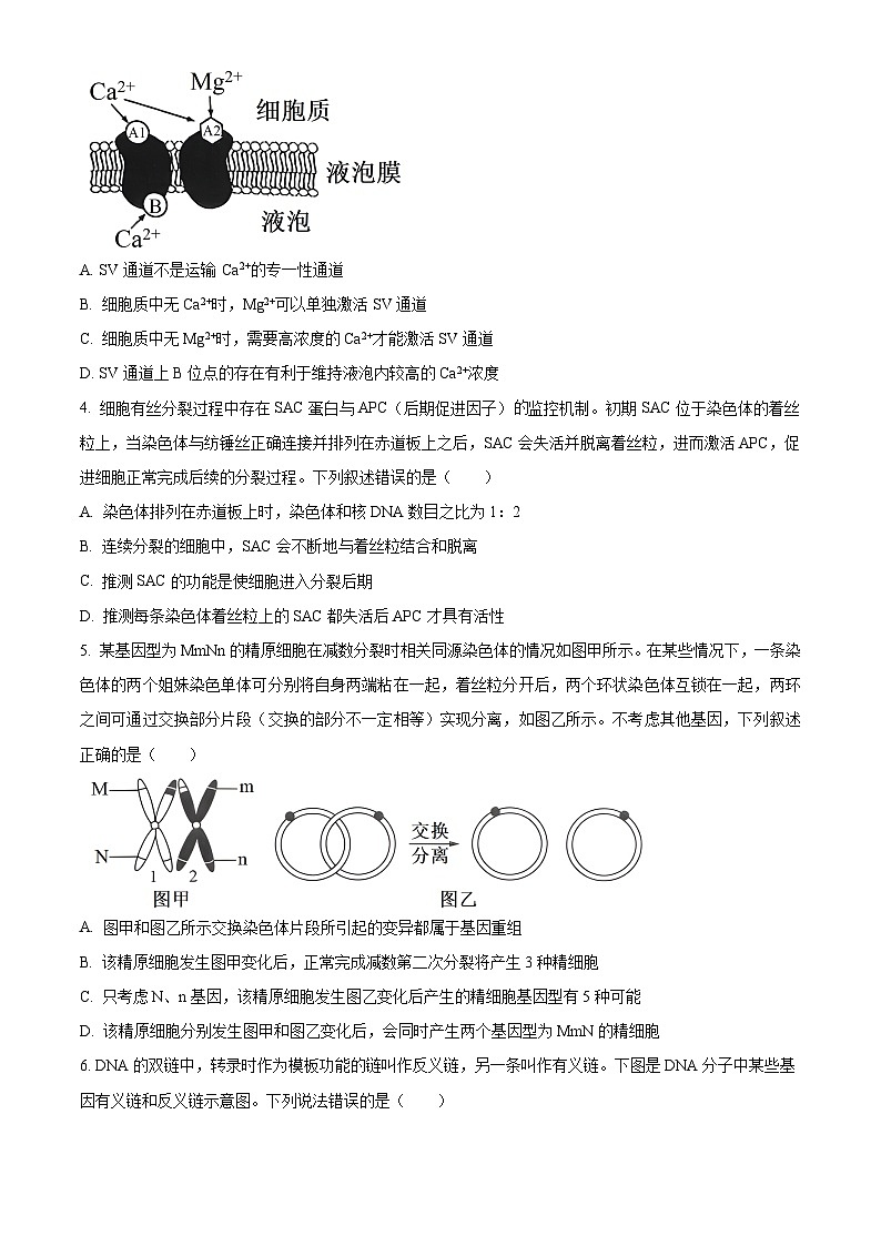 山东省泰安市肥城市第一高级中学2023-2024学年高三下学期适应性考试生物试题（三）　（原卷版）第2页