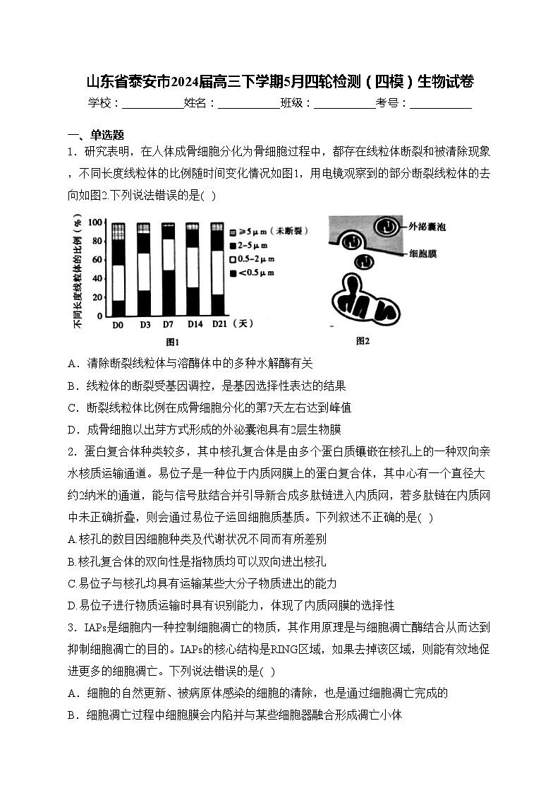 山东省泰安市2024届高三下学期5月四轮检测（四模）生物试卷(含答案)01
