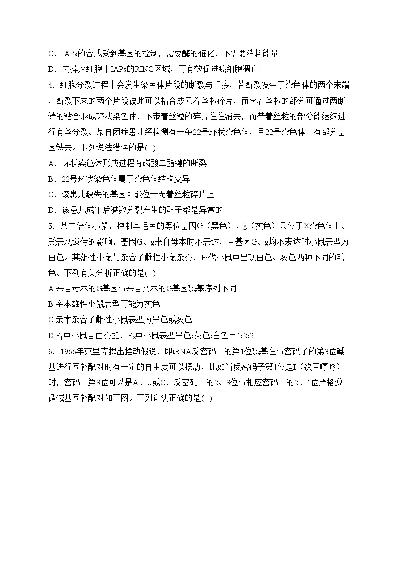 山东省泰安市2024届高三下学期5月四轮检测（四模）生物试卷(含答案)02