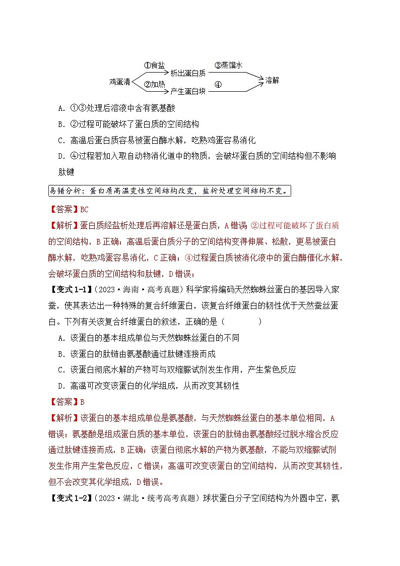 2024新高考生物易错题易错点02蛋白质和核酸的三个理解误区Word版附解析02