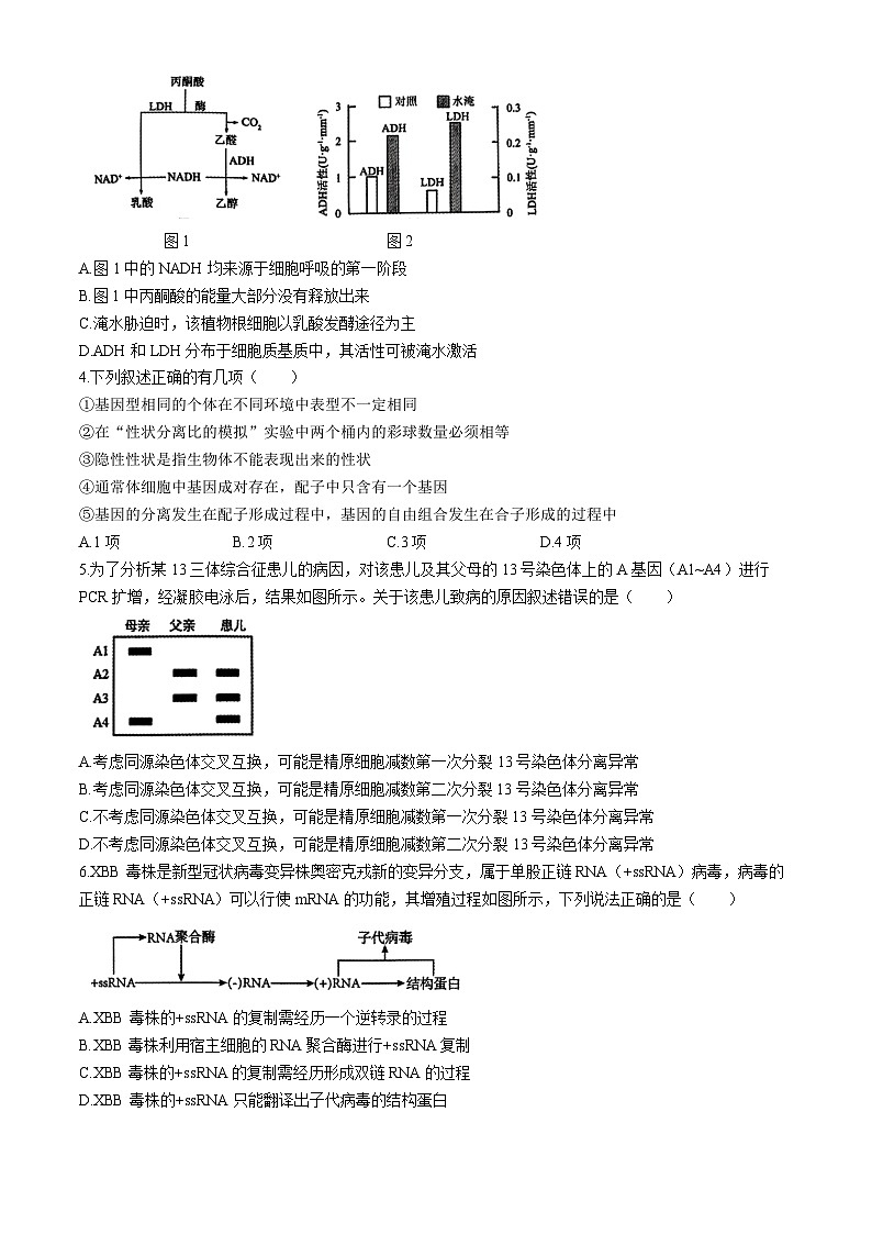 安徽省合肥市第一中学2024届高三下学期最后一卷 生物 Word版含解析第2页