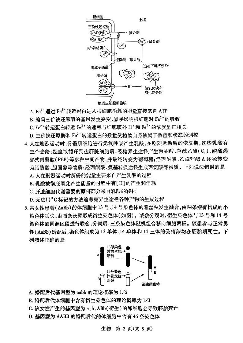 2024山东省智慧上进高三下学期5月大联考试题生物PDF版含解析第2页