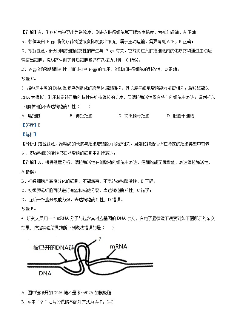 四川省成都市第七中学2024届高三下学期5月模拟考试理科综合试题-高中生物含解析第2页