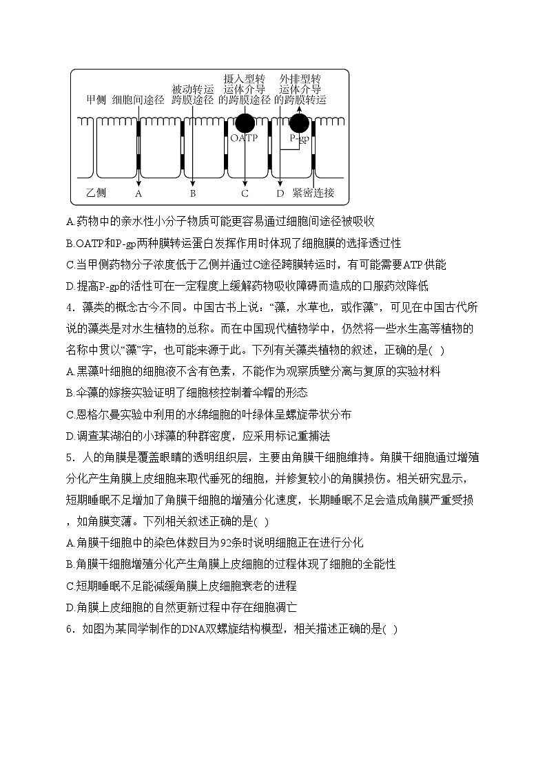 广东省梅州市2024届高三一模生物试卷(含答案)02
