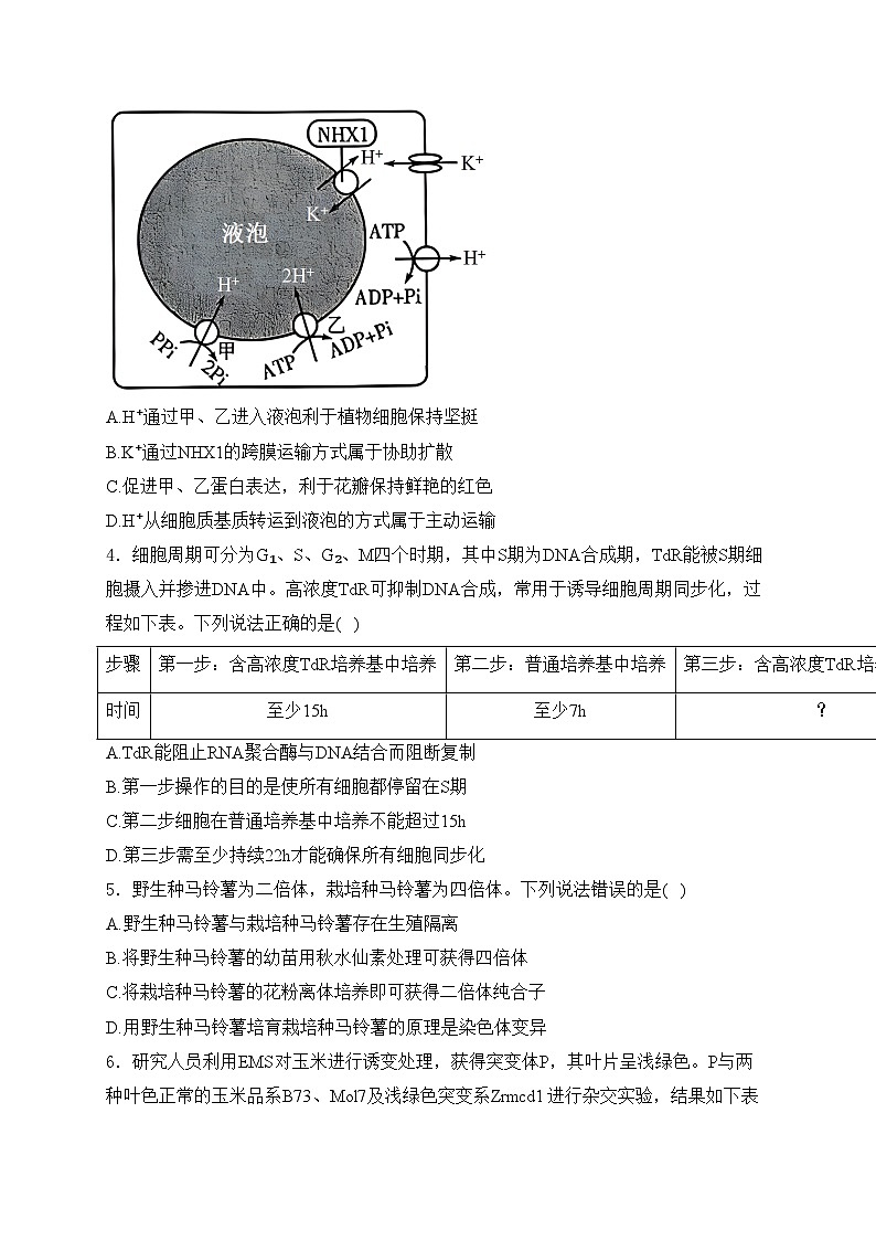 山东省潍坊市2023-2024学年高三下学期一模生物试卷(含答案)第2页