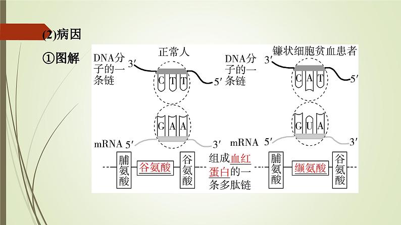 2023-2024学年 必修2 苏教版 基因突变和基因重组  课件第6页