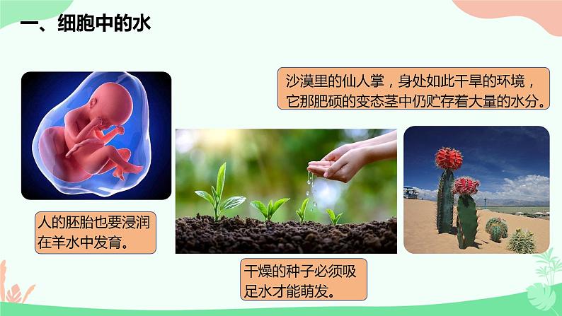 【核心素养】人教版高中生物必修一2.2《细胞中的无机物》课件＋课时练习＋教案（含教学反思）07