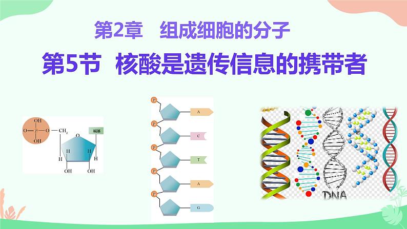 【核心素养】人教版高中生物必修一2.5《核酸是遗传信息的携带者》课件＋课时练习＋教案（含教学反思）01