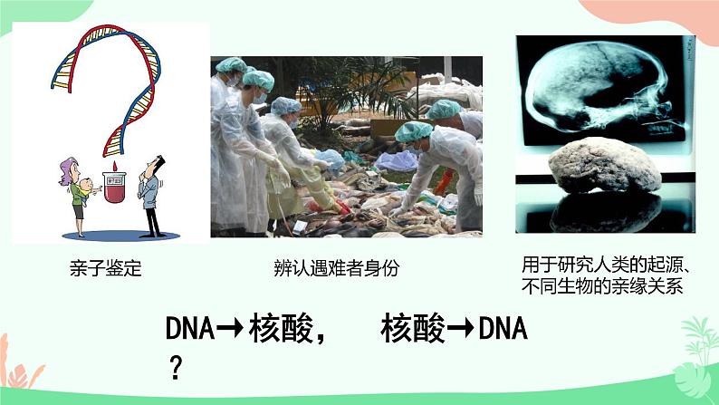 【核心素养】人教版高中生物必修一2.5《核酸是遗传信息的携带者》课件＋课时练习＋教案（含教学反思）07