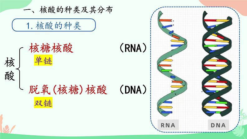 【核心素养】人教版高中生物必修一2.5《核酸是遗传信息的携带者》课件＋课时练习＋教案（含教学反思）08