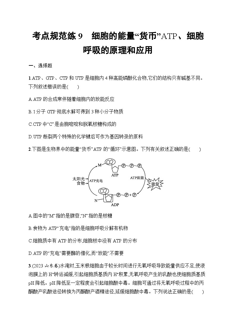 新教材高考生物一轮复习考点规范练9细胞的能量“货币”ATP、细胞呼吸的原理和应用含答案第1页