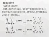 新教材高考生物一轮复习能力素养提升课3细胞分裂与可遗传变异、DNA复制的关系课件