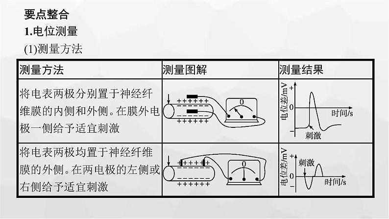 新教材高考生物一轮复习能力素养提升课6电表偏转问题及兴奋传导方向的实验探究课件第4页