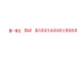 新教材高考生物一轮复习第1单元走近细胞组成细胞的分子第3讲蛋白质是生命活动的主要承担者课件