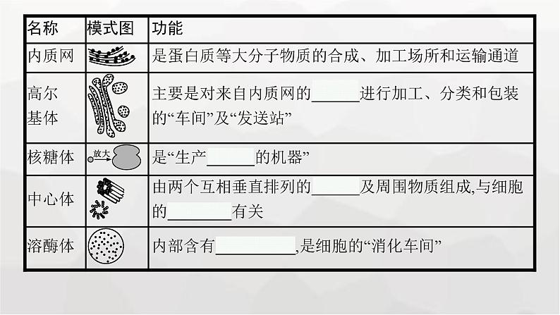 新教材高考生物一轮复习第2单元细胞的基本结构 细胞的物质输入和输出第2讲细胞器之间的分工合作课件08