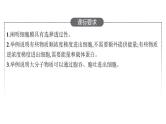 新教材高考生物一轮复习第2单元细胞的基本结构 细胞的物质输入和输出第3讲细胞的物质输入和输出课件