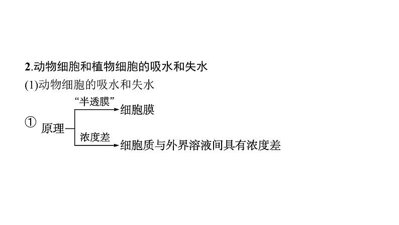 新教材高考生物一轮复习第2单元细胞的基本结构 细胞的物质输入和输出第3讲细胞的物质输入和输出课件第7页