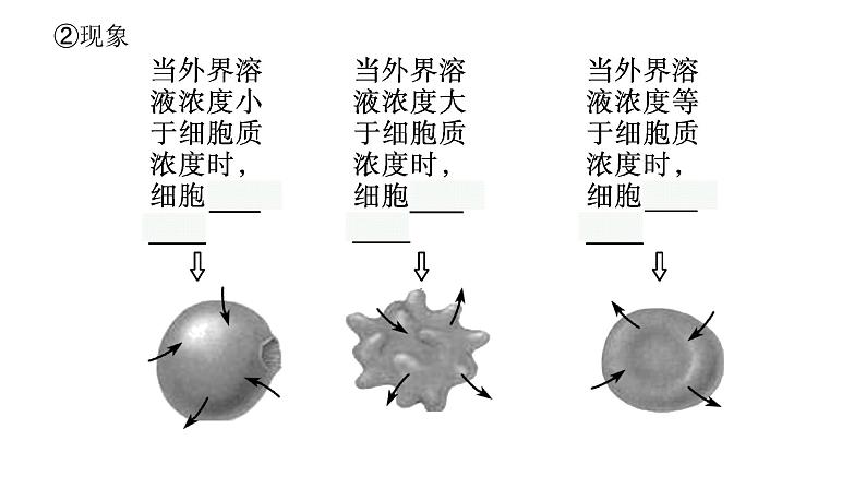 新教材高考生物一轮复习第2单元细胞的基本结构 细胞的物质输入和输出第3讲细胞的物质输入和输出课件第8页