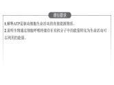 新教材高考生物一轮复习第3单元第2讲细胞的能量“货币”ATP、细胞呼吸的原理和应用课件