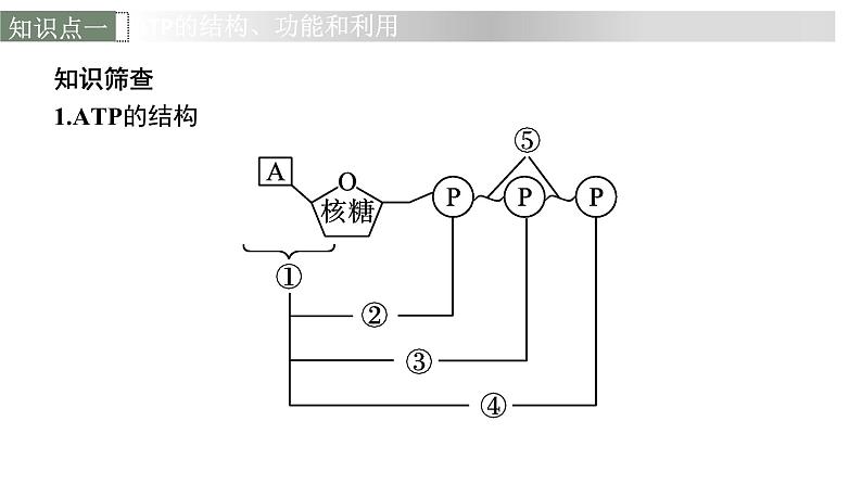 新教材高考生物一轮复习第3单元第2讲细胞的能量“货币”ATP、细胞呼吸的原理和应用课件06