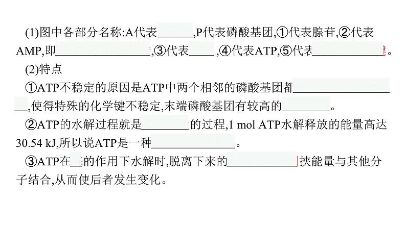 新教材高考生物一轮复习第3单元第2讲细胞的能量“货币”ATP、细胞呼吸的原理和应用课件07