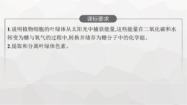 新教材高考生物一轮复习第3单元细胞的能量供应和利用第3讲光合作用与能量转化课件第2页