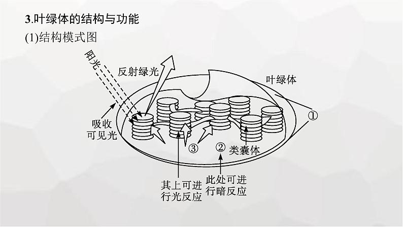 新教材高考生物一轮复习第3单元细胞的能量供应和利用第3讲光合作用与能量转化课件第8页