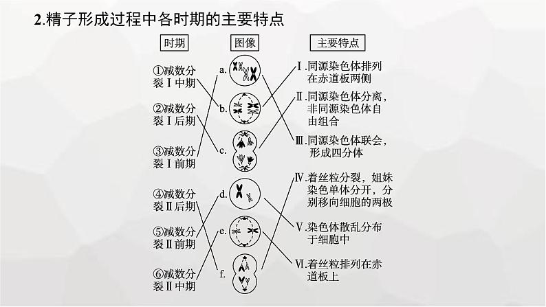 新教材高考生物一轮复习第4单元细胞的生命历程第2讲减数分裂和受精作用课件07