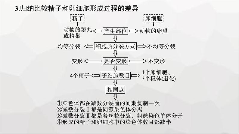 新教材高考生物一轮复习第4单元细胞的生命历程第2讲减数分裂和受精作用课件08