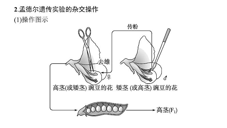 新教材高考生物一轮复习第5单元遗传因子的发现和伴性遗传第1讲孟德尔的豌豆杂交实验(一)课件07