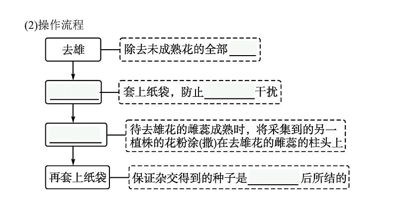 新教材高考生物一轮复习第5单元遗传因子的发现和伴性遗传第1讲孟德尔的豌豆杂交实验(一)课件08