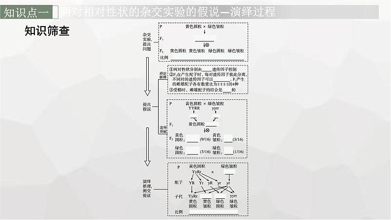 新教材高考生物一轮复习第5单元遗传因子的发现和伴性遗传第2讲孟德尔的豌豆杂交实验(二)课件06