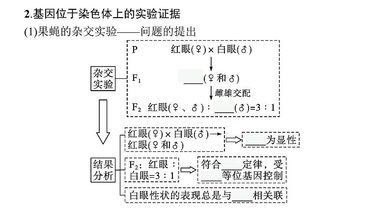 新教材高考生物一轮复习第5单元遗传因子的发现和伴性遗传第3讲基因在染色体上、伴性遗传、人类遗传病课件08