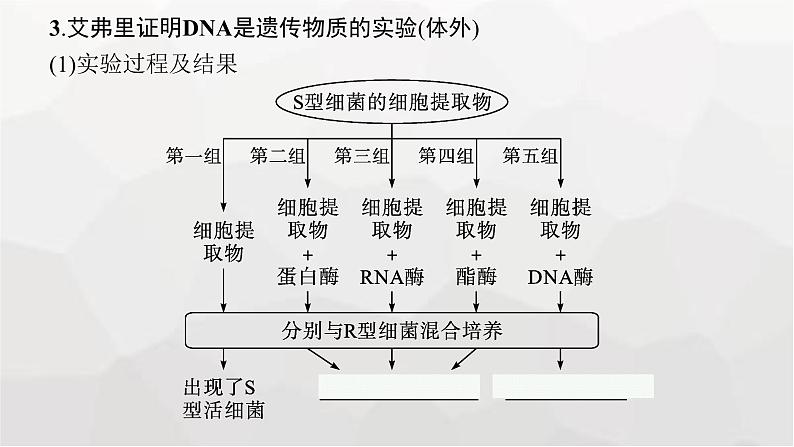 新教材高考生物一轮复习第6单元基因的本质与表达第1讲DNA是主要的遗传物质课件08