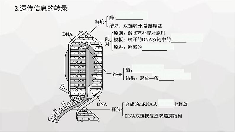 新教材高考生物一轮复习第6单元基因的本质与表达第3讲基因的表达课件第7页