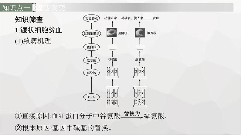 新教材高考生物一轮复习第7单元生物的变异和进化第1讲基因突变和基因重组课件06