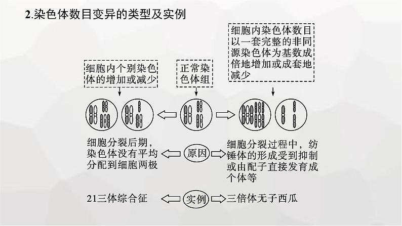 新教材高考生物一轮复习第7单元生物的变异和进化第2讲染色体变异课件07