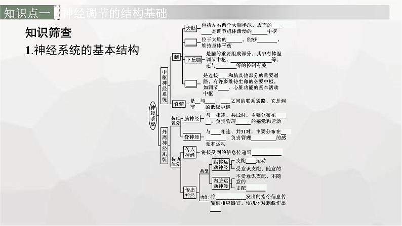 新教材高考生物一轮复习第8单元生命活动的调节第2讲神经调节课件06