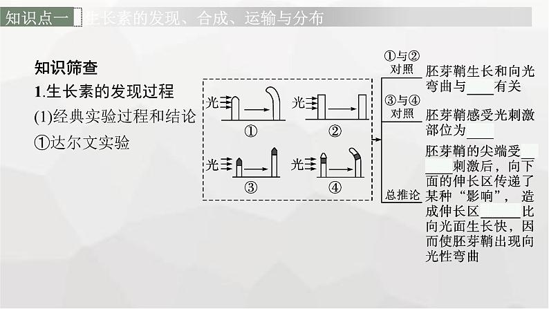 新教材高考生物一轮复习第8单元生命活动的调节第5讲植物生命活动的调节课件06