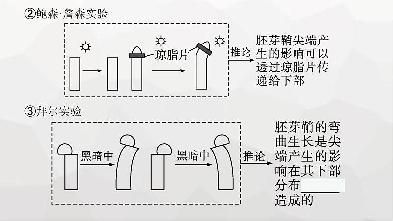 新教材高考生物一轮复习第8单元生命活动的调节第5讲植物生命活动的调节课件07