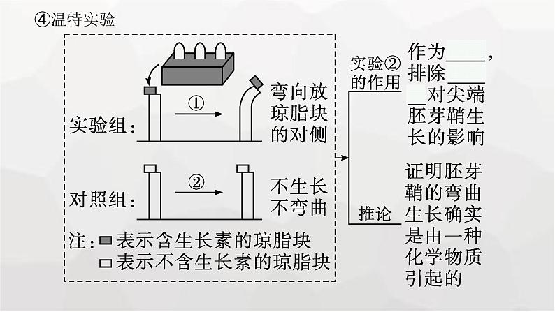 新教材高考生物一轮复习第8单元生命活动的调节第5讲植物生命活动的调节课件08