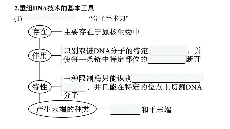 新教材高考生物一轮复习第11单元第2讲基因工程及生物技术的安全性与伦理问题课件08