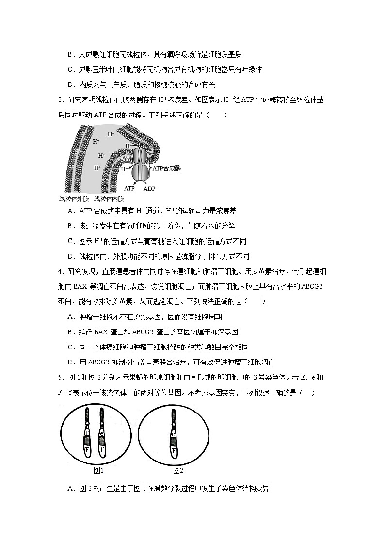 模拟卷01（考试版）-【赢在高考·临考模拟】备战2024年高考生物模拟卷（江苏专用）第2页