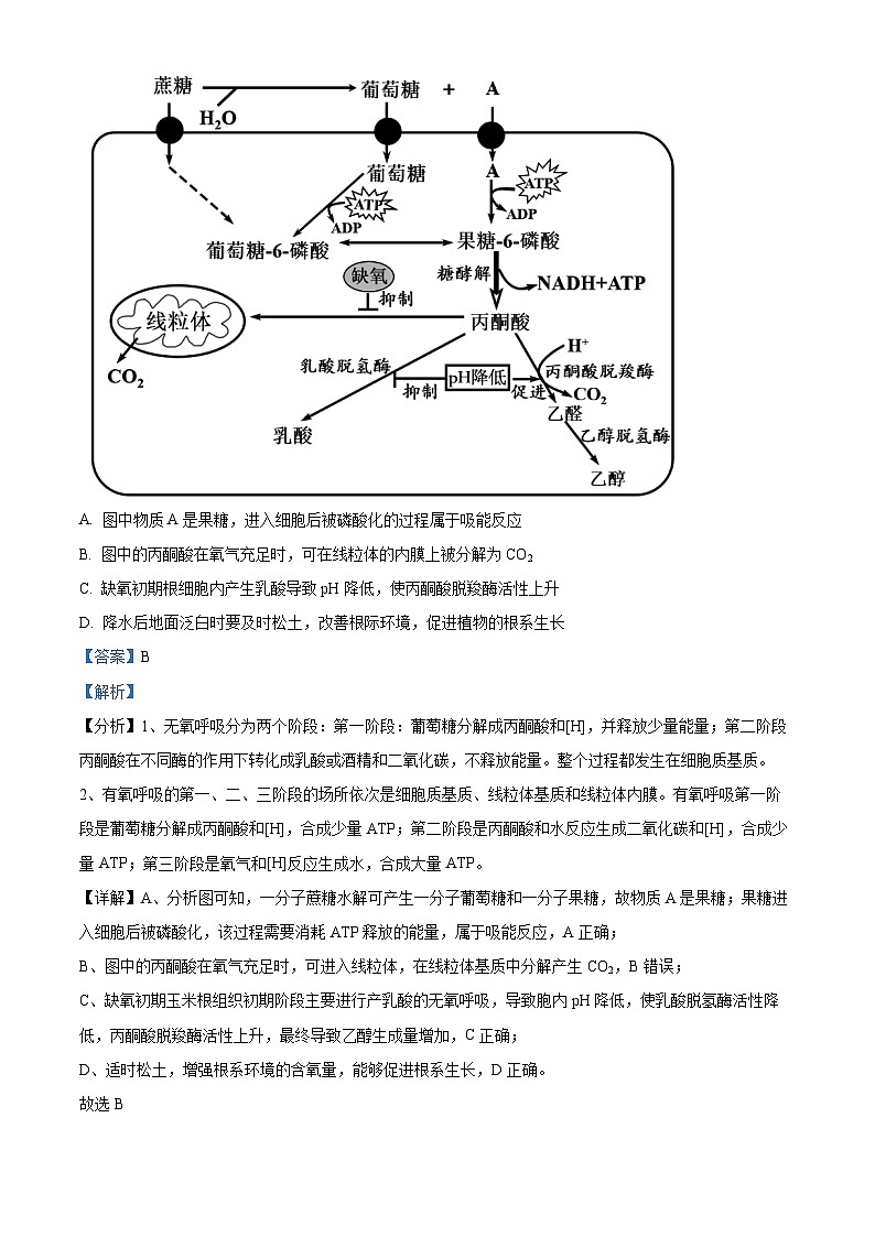 2024届安徽省合肥市高三最后一卷三模生物试题（教师版）第3页